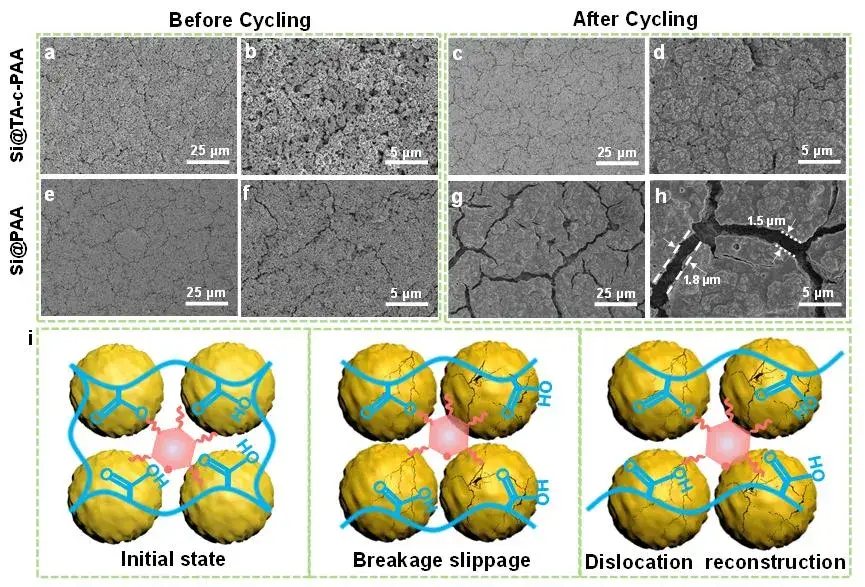 Figure 7. SEM images of (a)-(d) Si@TA-c-PAA electrode and (e)-(h) Si@PAA electrode before and after cycling for 100 times at 0.25C. (i) The self-healing chemical process of cross-linked TA-c-PAA binder with dynamic hydrogen bonding during charge and discharge processes is proposed.