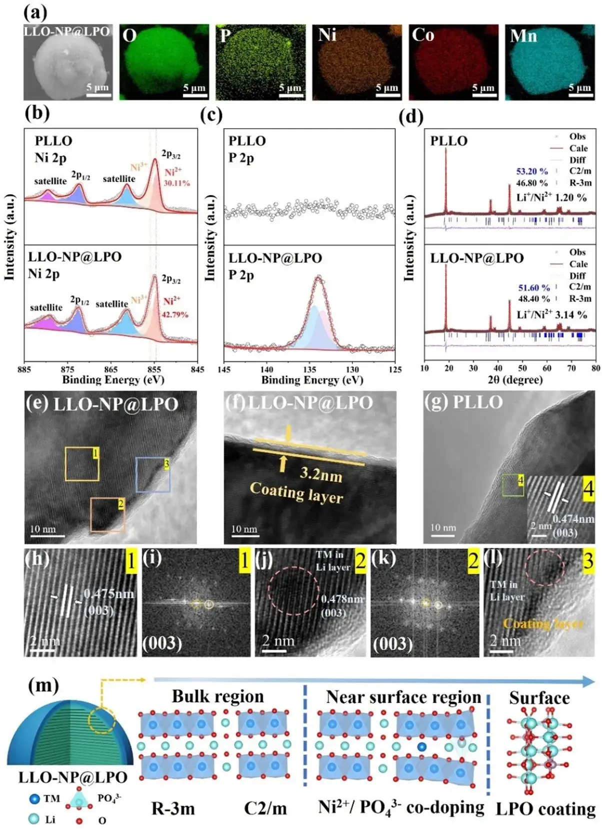 Figure 2. (a) SEM and EDS maps of LLO-NP@LPO. (b, c) XPS maps of Ni 2p and P 2p. (d) XRD Rietveld refinement results of PLLO and LLO-NP@LPO. (e, f) HR-TEM images of LLO-NP@LPO and (g) HR-TEM images of PLLO. (h, j) Enlarged HR-TEM images of regions 1-2 in Fig. (e) and the corresponding Fourier transform (FFT) images in Figs. (i, k). (l) Magnified HR-TEM image of region 3 in Fig. (e). (m) Schematic representation of the near-surface crystal structure of LLO-NP@LPO after in situ surface reconstruction.